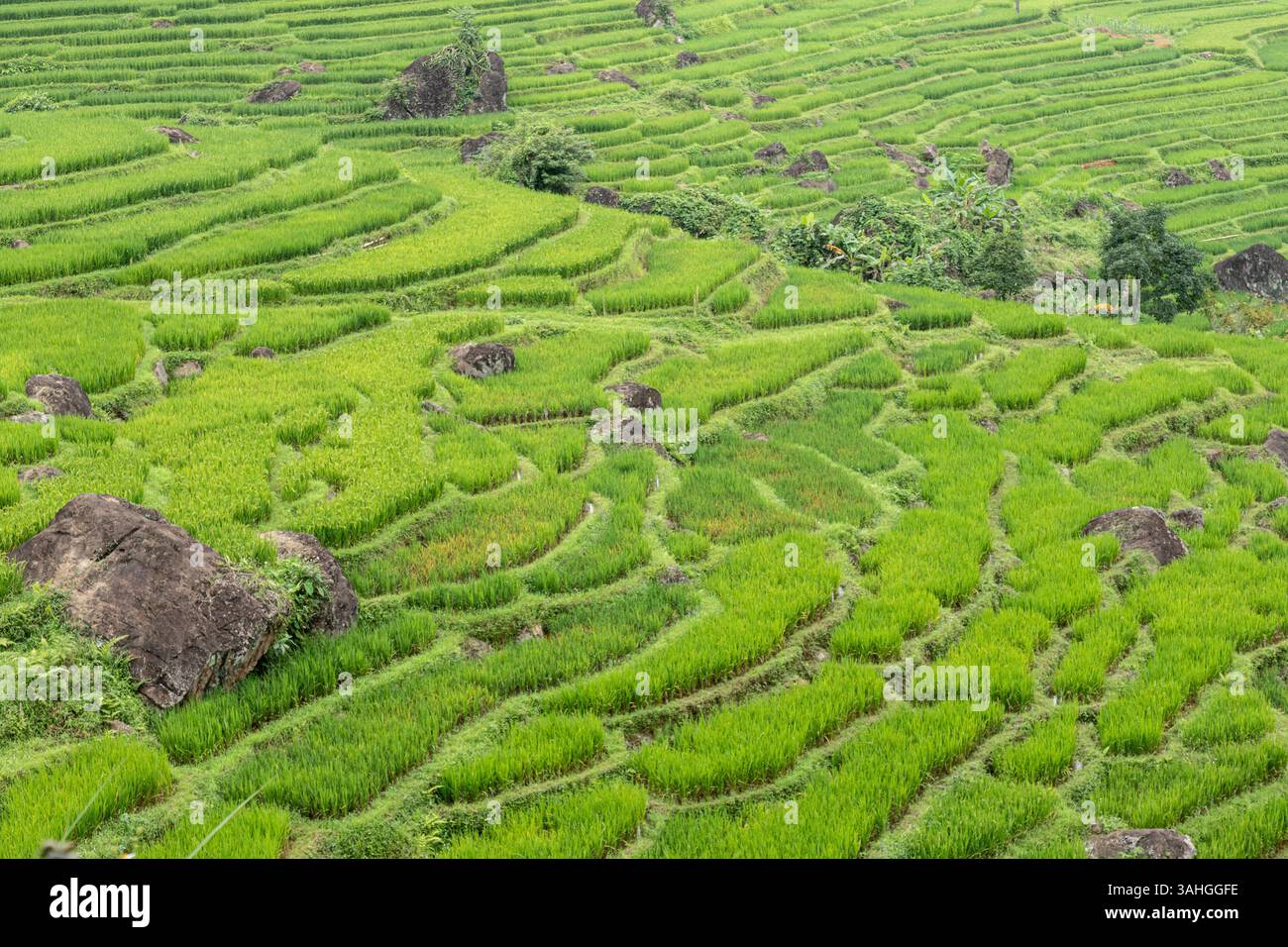 Rizières en terrasses, vert vif avec des contours naturels et des rochers éparpillés au milieu d'un cadre naturel paisible pu Luong Than Hoa Vietnam Banque D'Images