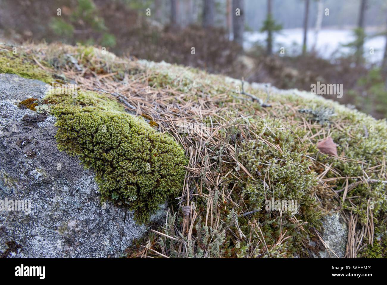 Tache verte de Racomitrium microcarpon sur une pierre dans son environnement forestier ouvert à Raasepori, dans le sud-ouest de la Finlande Banque D'Images