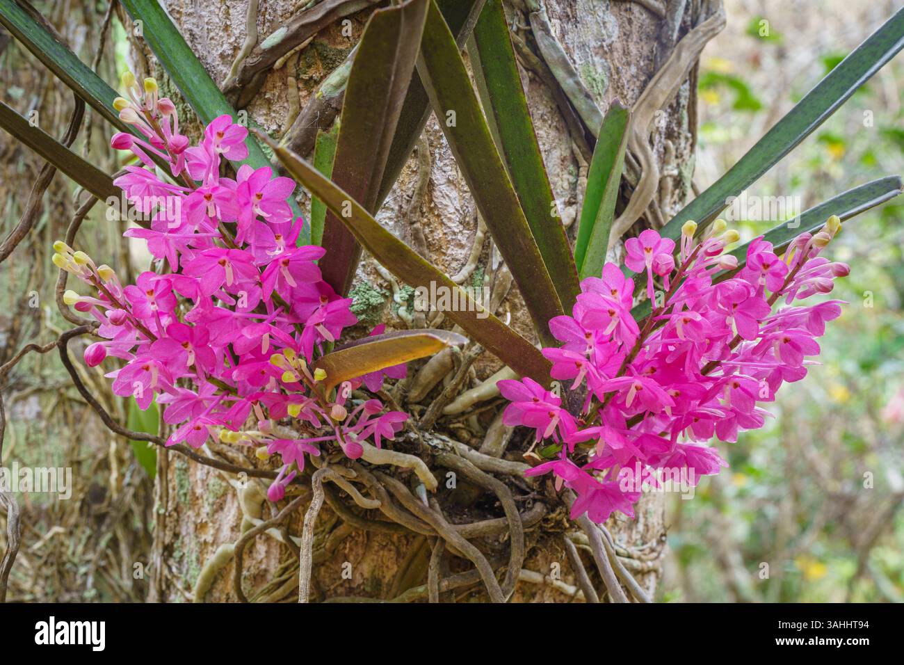 Vue rapprochée de fleurs rose vif d'ascocentrum ampullaceum espèces épiphytes d'orchidées tropicales florissant à l'extérieur sur fond naturel Banque D'Images