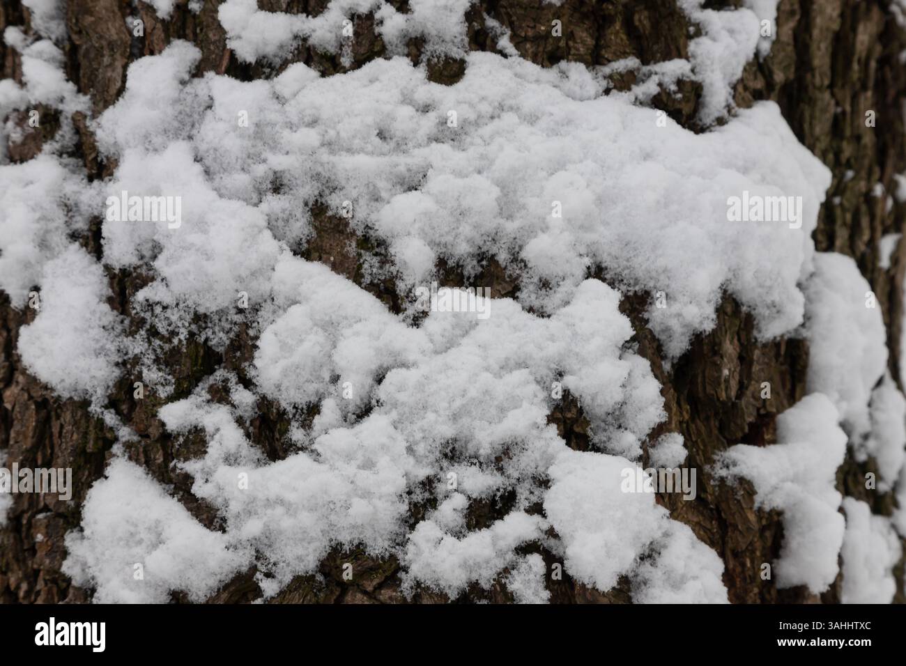 La neige épaisse recouvre la surface rugueuse d'un arbre, soulignant le contraste entre l'écorce sombre et la neige blanche, capturant une momen hivernale paisible Banque D'Images