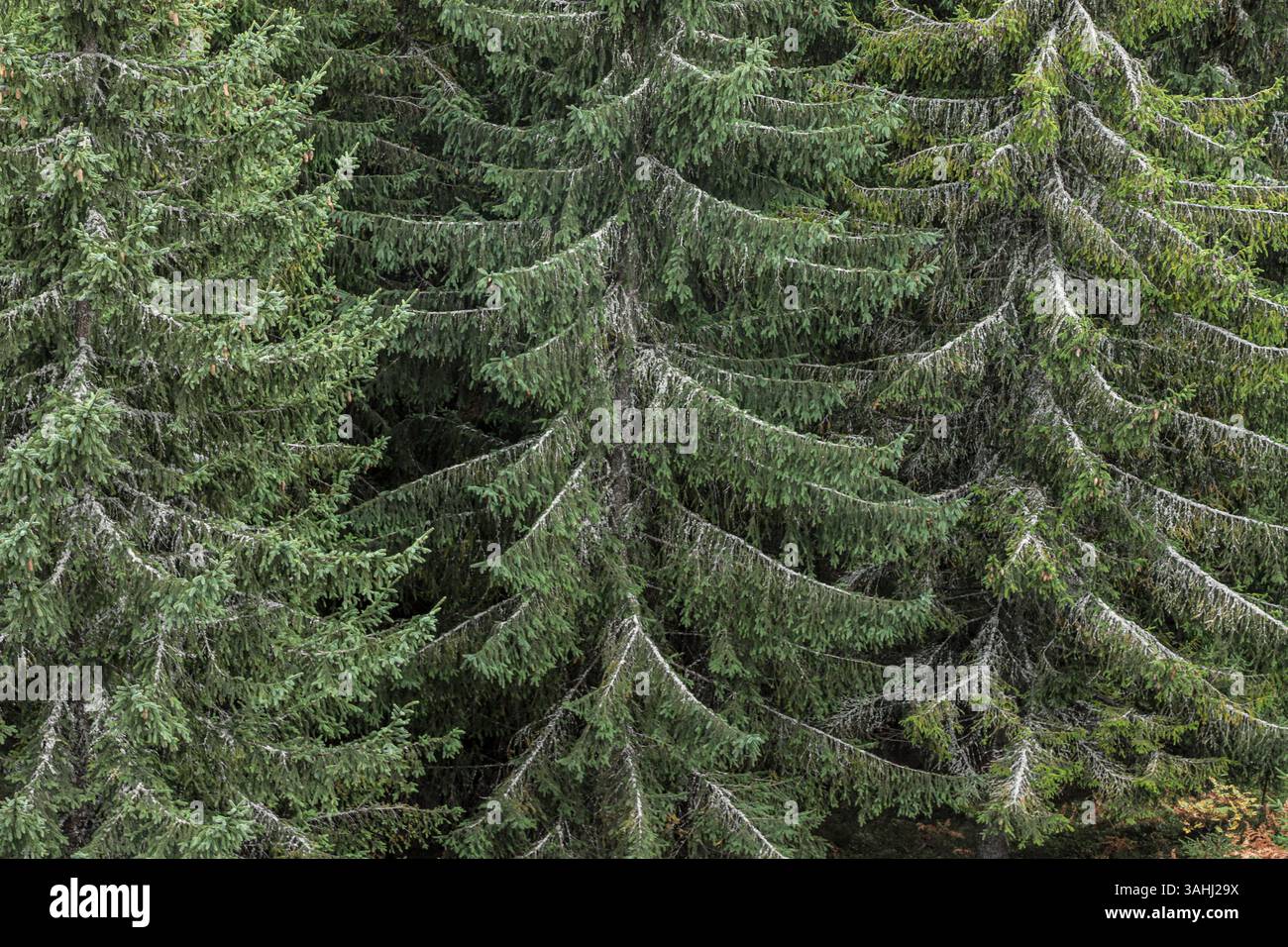 Les conifères s'étendent haut vers le ciel nuageux dans un paysage forestier serein, mettant en valeur des verts riches et des formes d'arbres complexes contre une montagne BA Banque D'Images