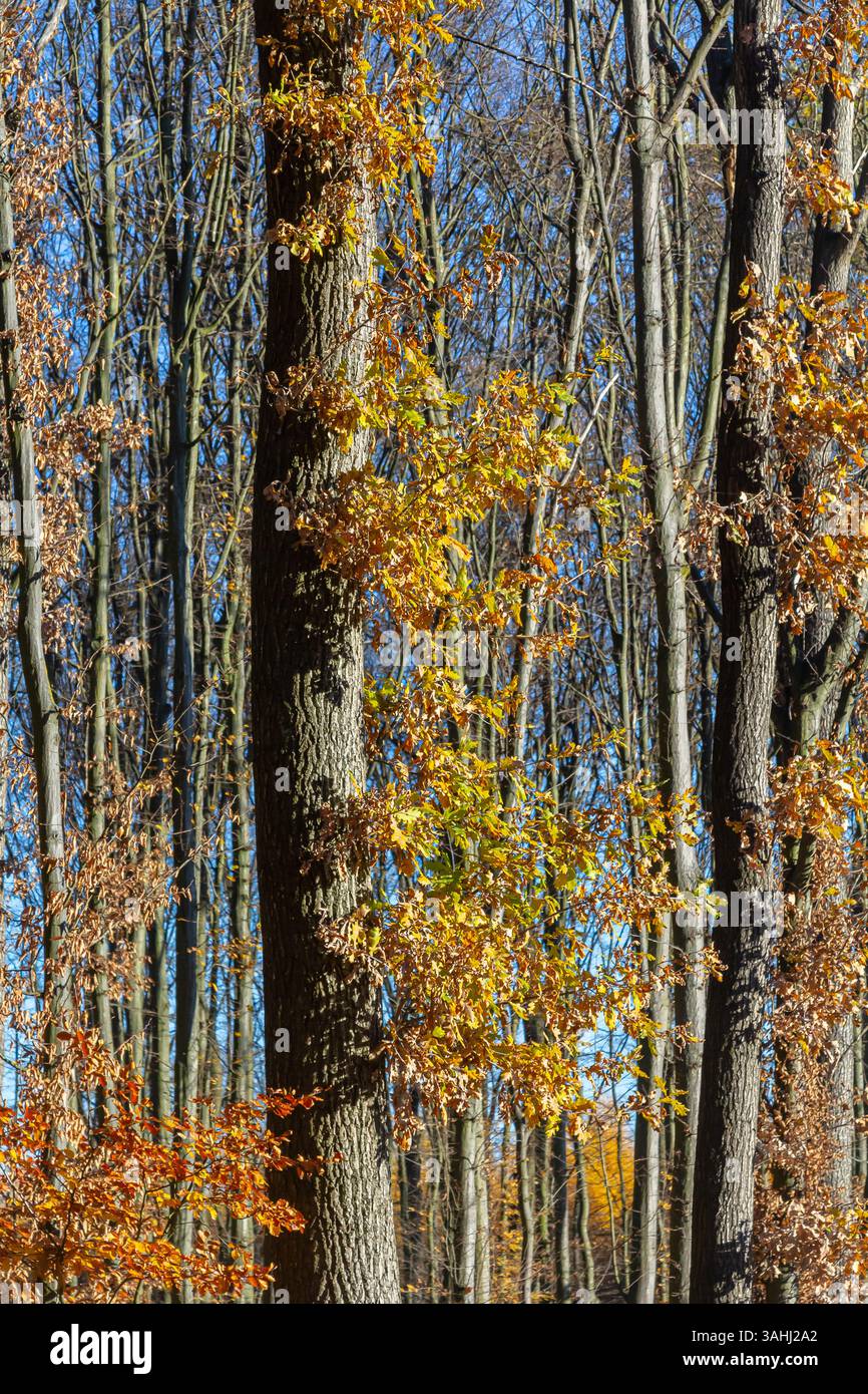 Des feuilles jaunes et oranges vives s'accrochent aux grands arbres dans une forêt paisible, soulignant la beauté de l'automne. La lumière du soleil filtre à travers les branches Banque D'Images
