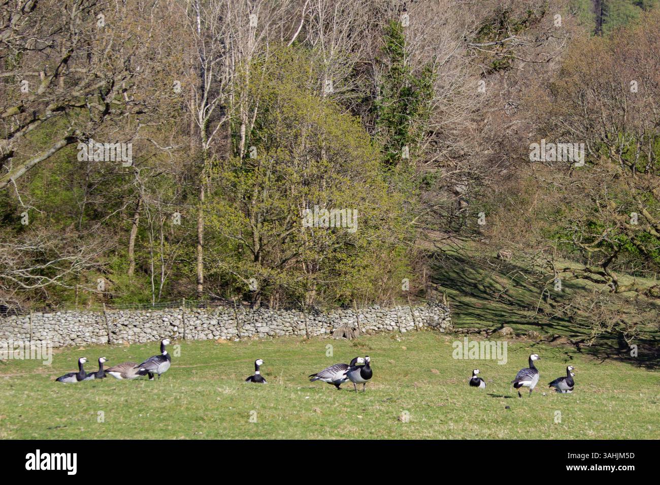 Les oies de Barnacle pâturent dans un champ près de Derwentwater, Royaume-Uni Banque D'Images