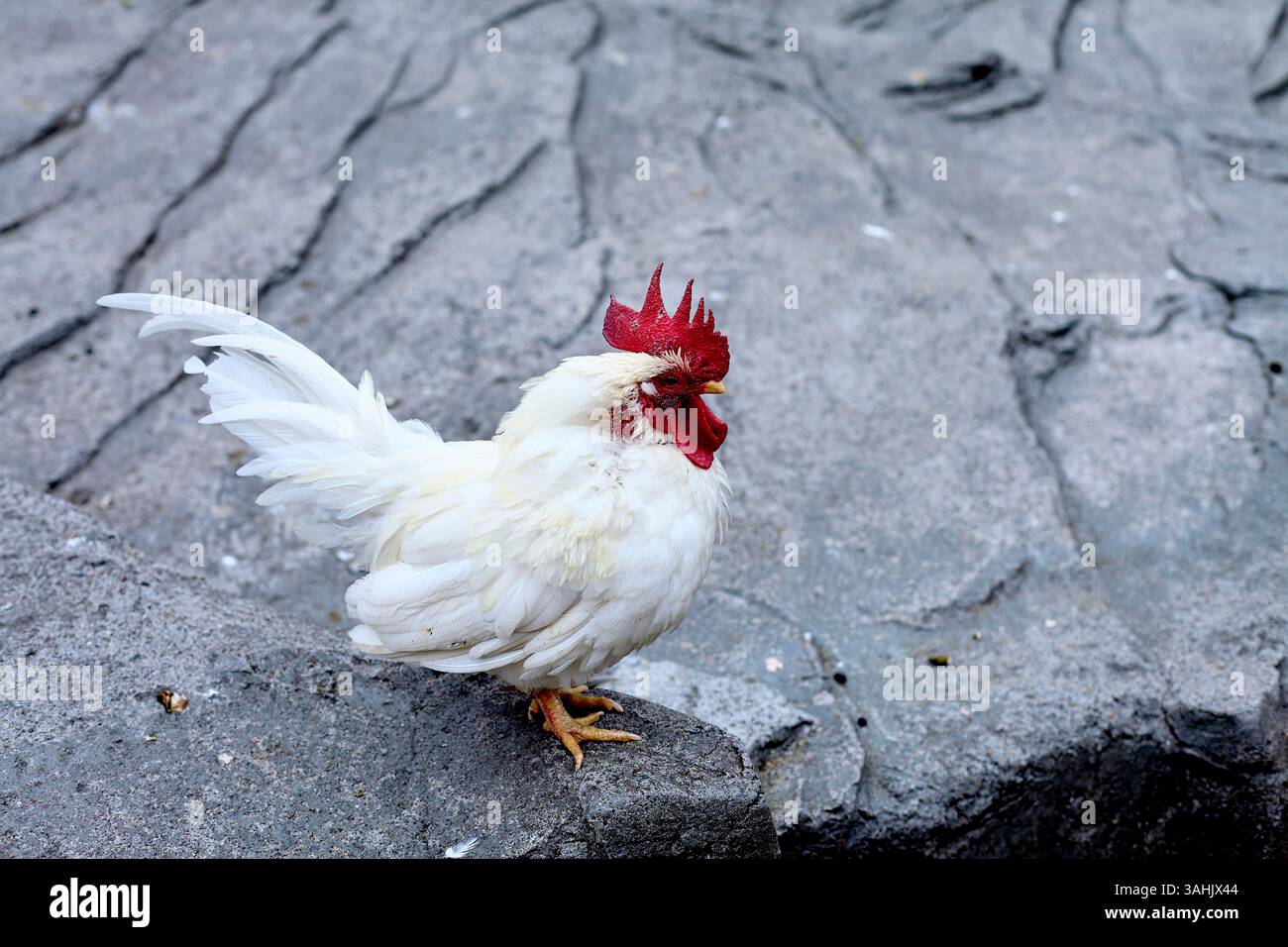 Coq blanc avec peigne rouge vif debout sur la surface texturée de pierre grise. Banque D'Images