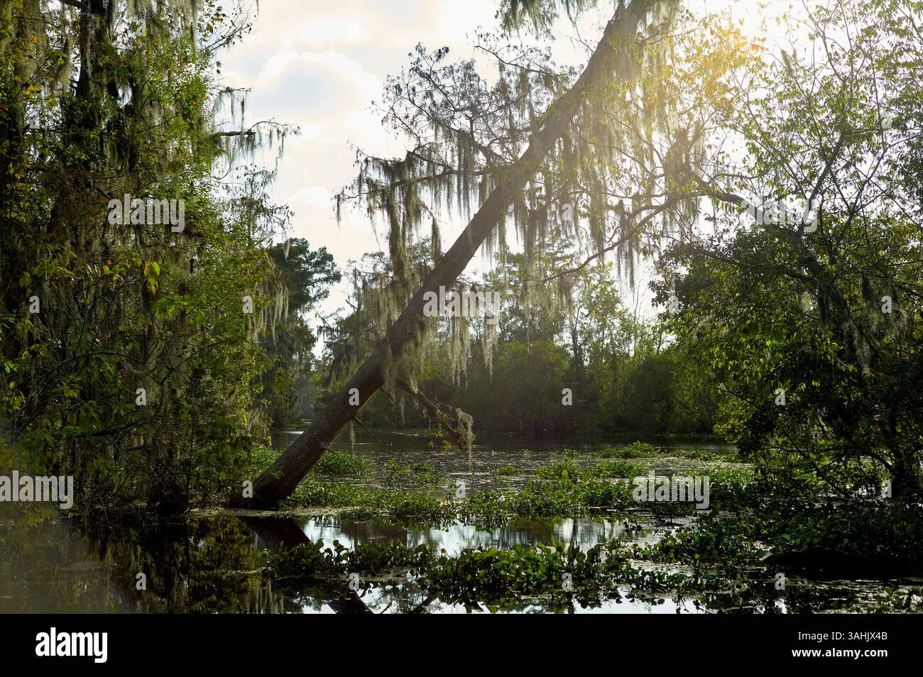 Marais ensoleillé avec des cyprès drapés de mousse espagnole reflétant dans l'eau calme. Nouvelle-Orléans, Louisiane, États-Unis Banque D'Images