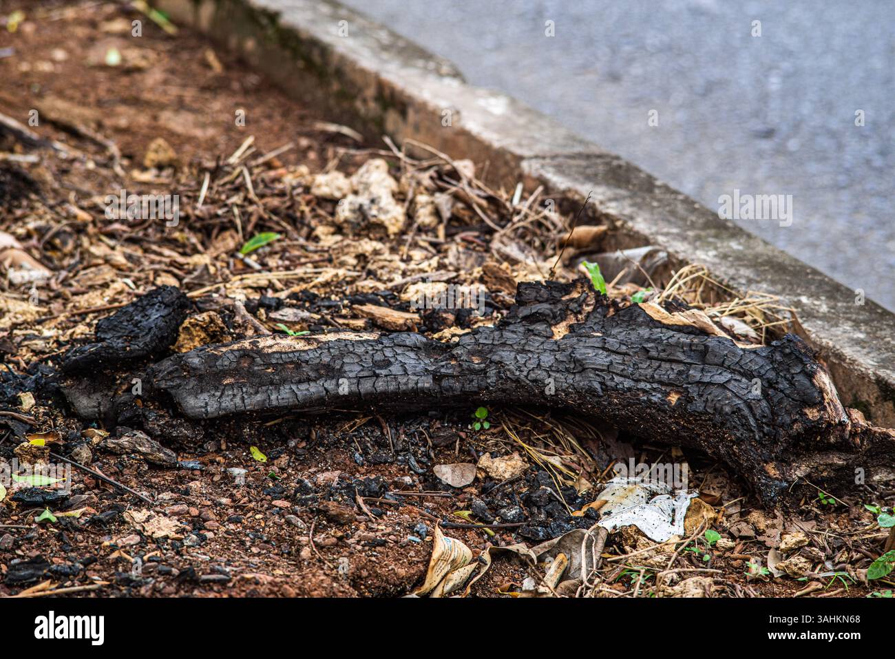 Branche d'arbre brûlée sur le sol urbain avec de la cendre et des débris près du bord du trottoir Banque D'Images