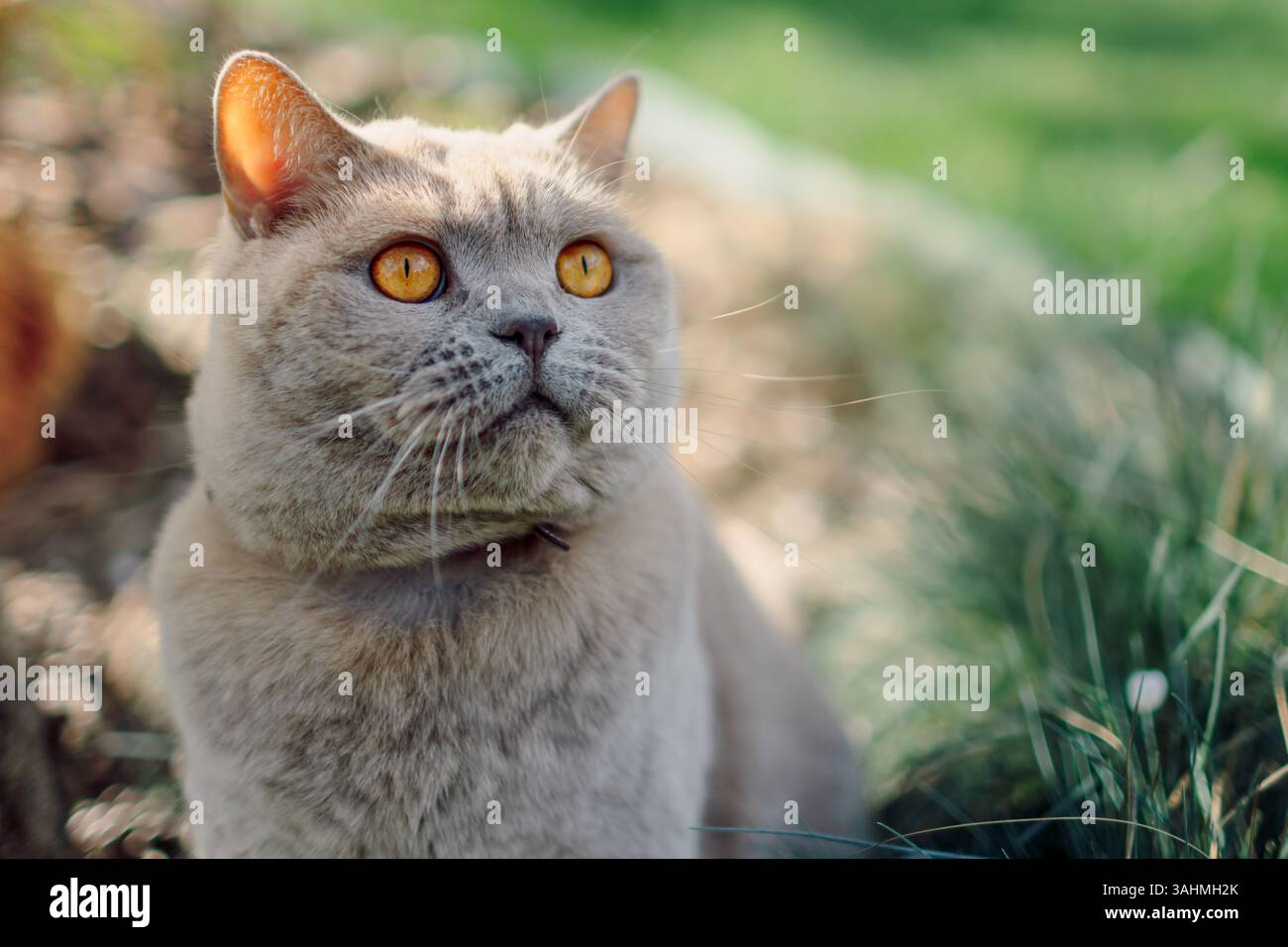 Chat écossais moelleux en plein air Banque D'Images