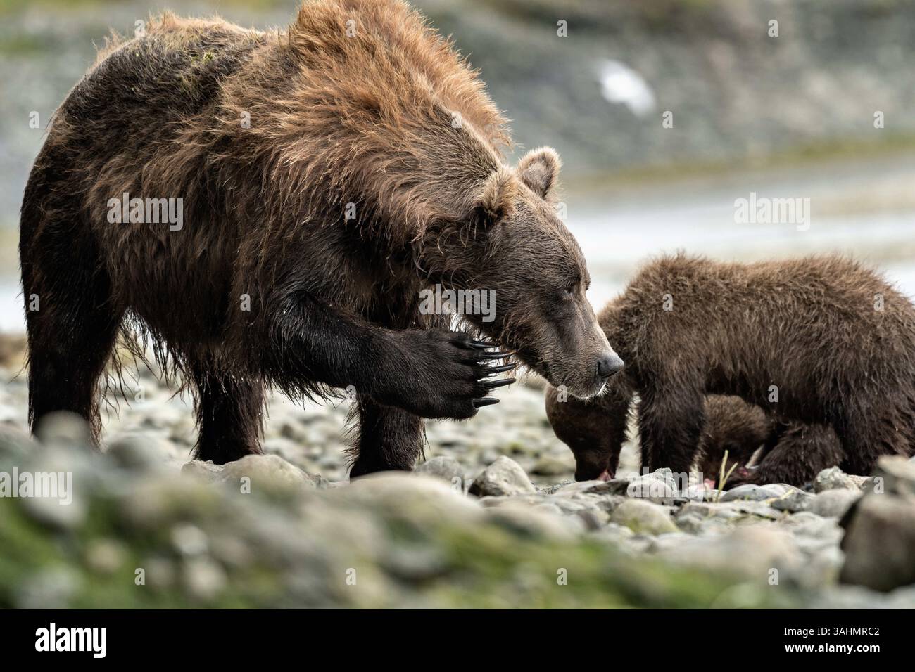4 août 2017 - McNeil River, AK, États-Unis d'Amérique - Une truie brune connue sous le nom de Bearded Lady se gratte le visage alors que ses oursons se nourrissent de saumon au sanctuaire de chasse de l'État de McNeil River, dans la péninsule de Kenai, en Alaska. Le site éloigné n'est accessible qu'avec un permis spécial et constitue la plus grande population saisonnière d'ours bruns de world’ dans leur environnement naturel. (Crédit image : © Richard Ellis via ZUMA Wire) Banque D'Images