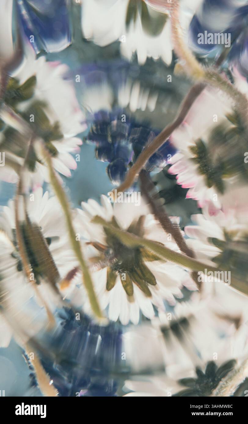 Il s'agit d'une représentation artistique de fleurs élégantes représentées en soft focus, créant une belle esthétique rêveuse Banque D'Images