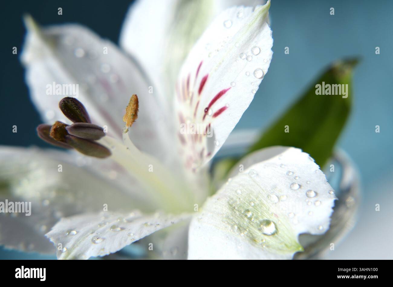 Belle Astromelia blanche, Lily des Incas Banque D'Images