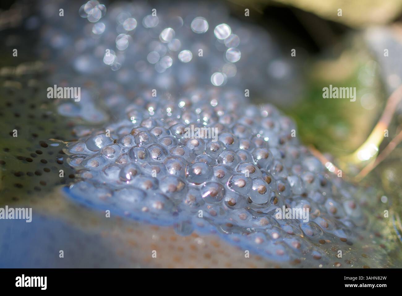 Fraye de la grenouille commune (Rana temporaria) dans un étang de jardin, montrant des grappes d'œufs ressemblant à de la gelée au début du printemps pendant la saison de reproduction des amphibiens Banque D'Images