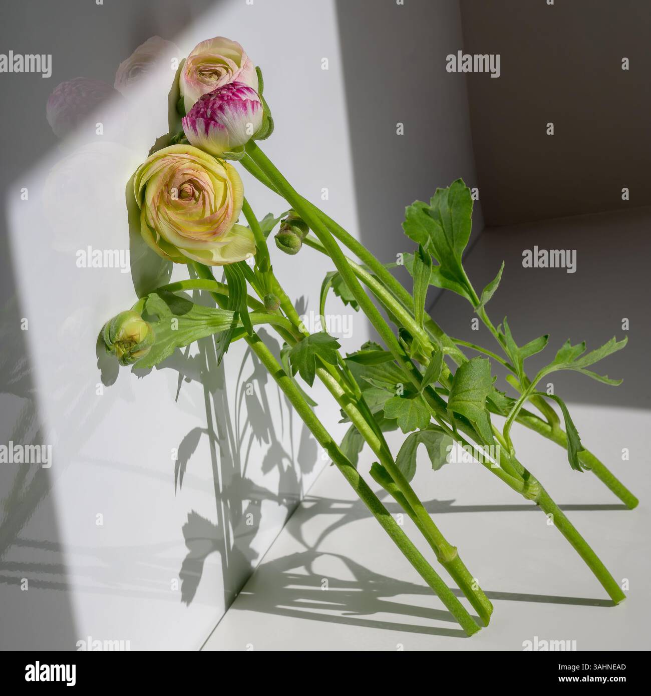 Fleurs de Ranunculus (Ranunculus asiaticus) penchées dans la lumière avec des reflets doux et des ombres, capturant l'élégance naturelle et l'immobilité botanique Banque D'Images