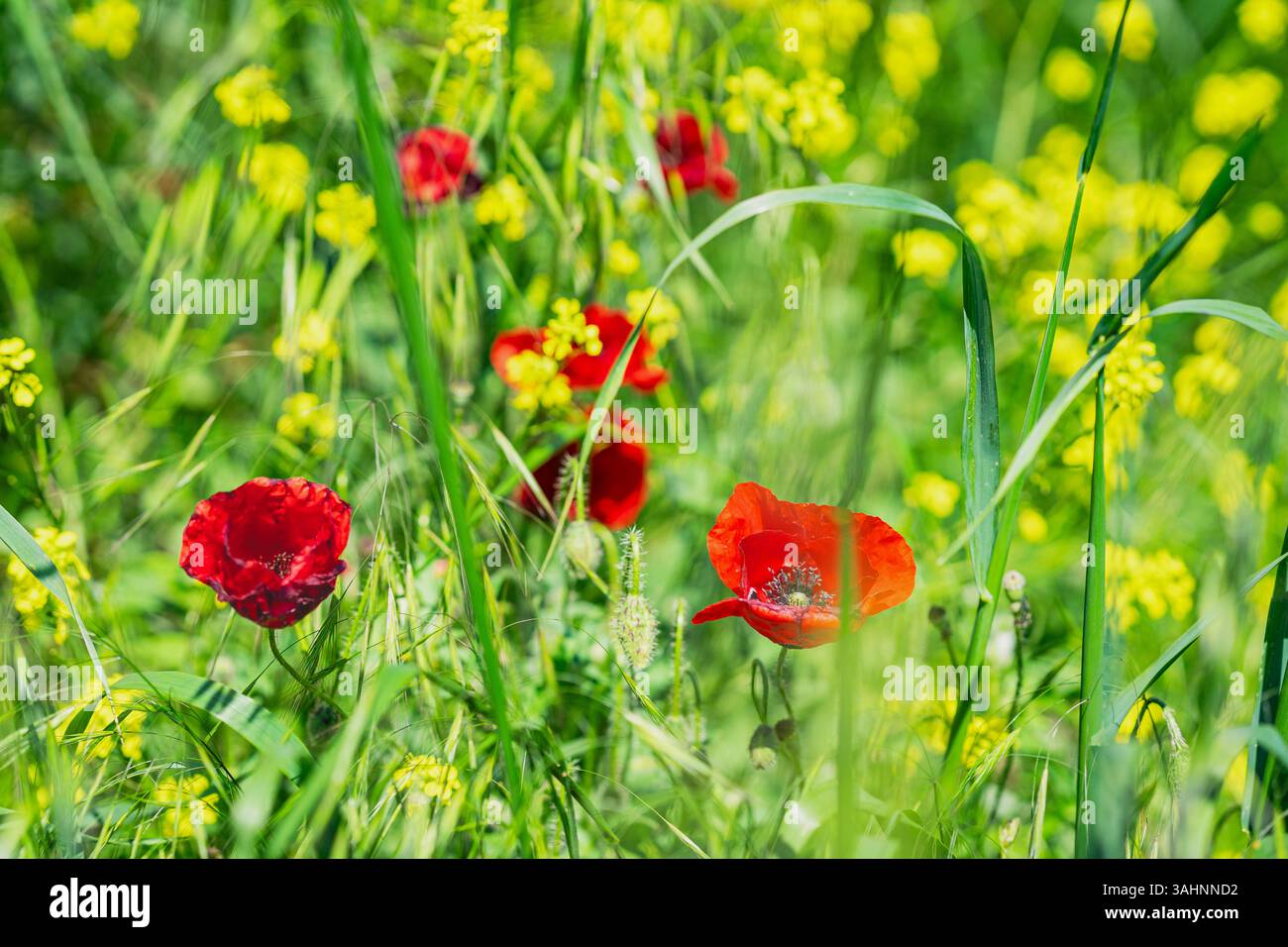 Champ de coquelicots et de fleurs sauvages jaunes brillants sous la lumière du soleil dans un environnement printanier naturel. Textures vibrantes, harmonie botanique. Arrière-plan naturel Banque D'Images