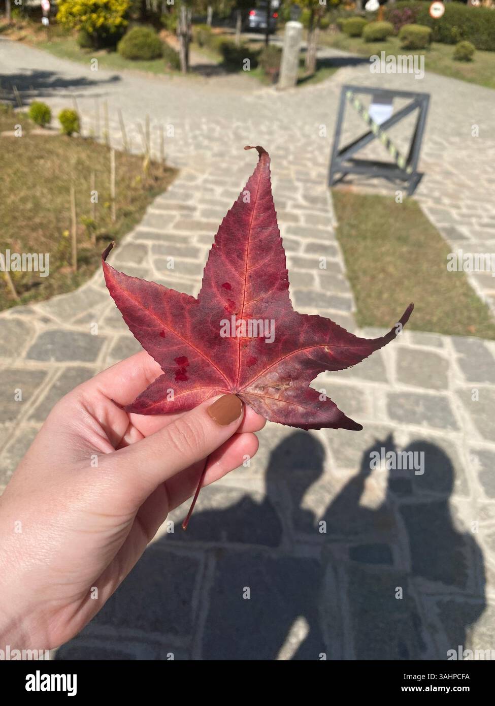 Maple Tree Alike Leaf - Image de stock capturée avec un smartphone