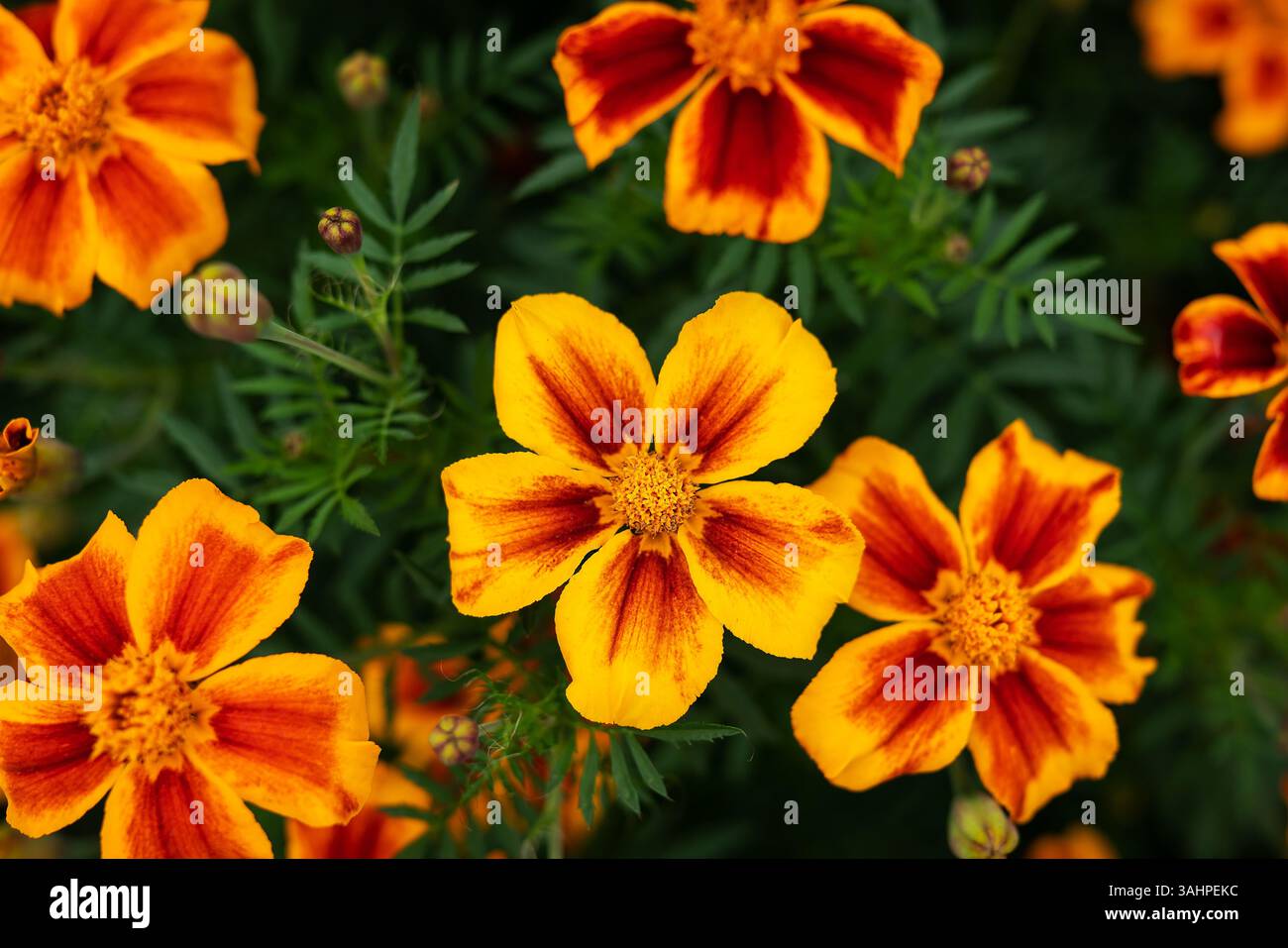 Les soucis oranges et rouges éclatants fleurissent dans un jardin verdoyant, mettant en valeur leurs détails complexes et leur contraste de couleurs saisissant. Banque D'Images
