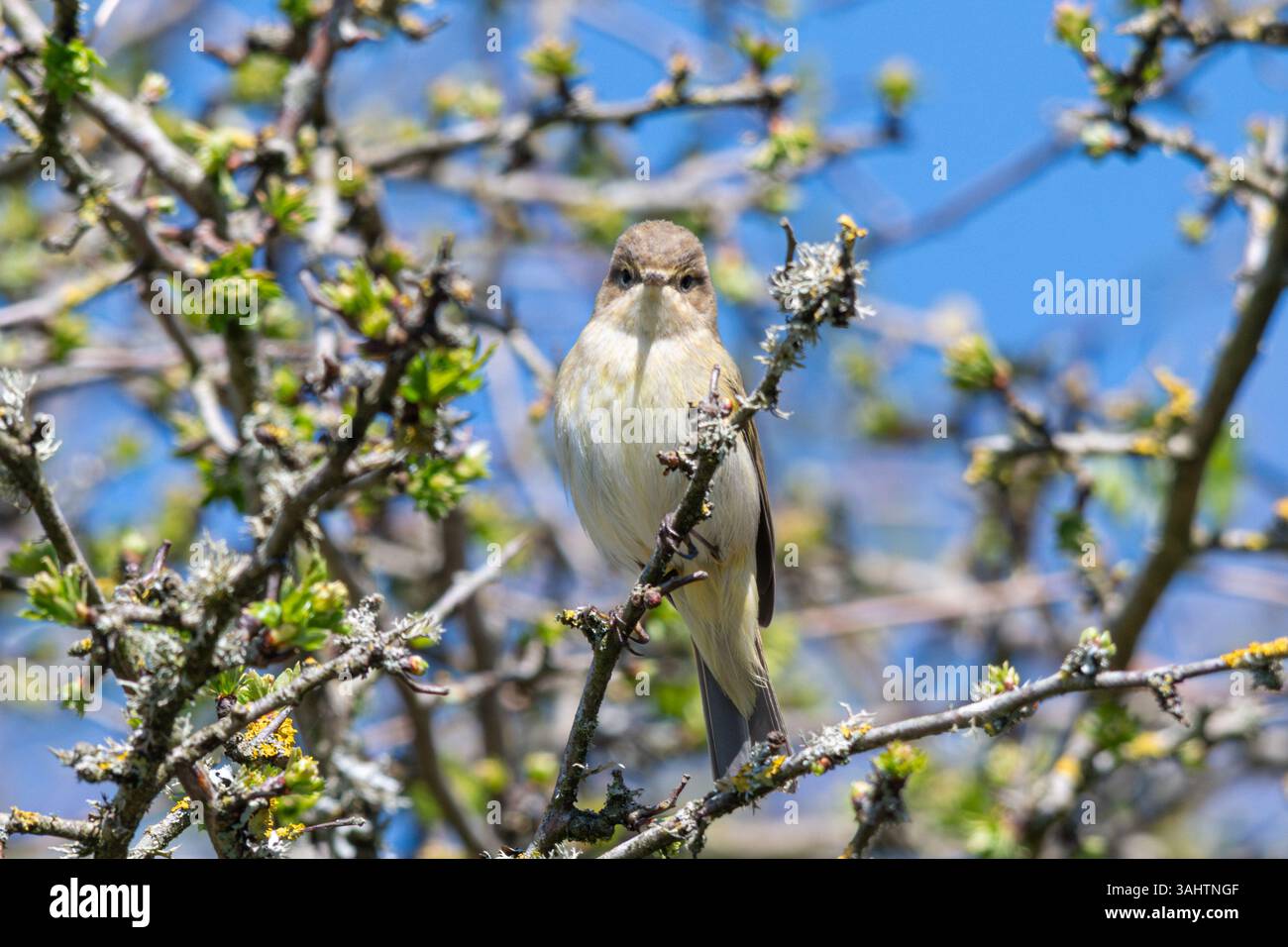 Oiseau Chiffchaff (Phylloscopus collybita), une petite parulle brun olive, perchée dans un arbre au printemps, Angleterre, Royaume-Uni Banque D'Images