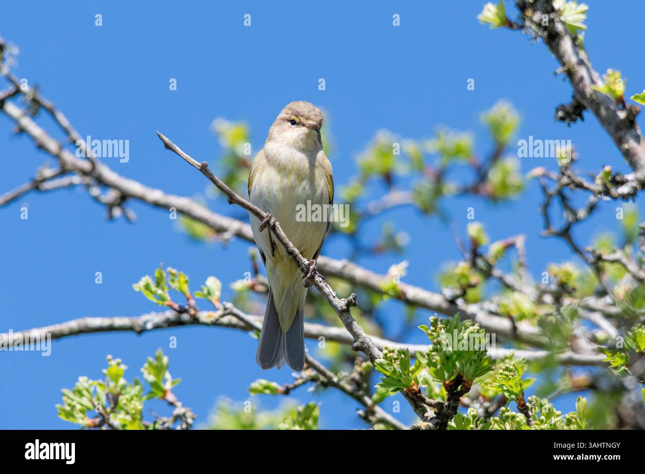 Oiseau Chiffchaff (Phylloscopus collybita), une petite parulle brun olive, perchée dans un arbre au printemps, Angleterre, Royaume-Uni Banque D'Images
