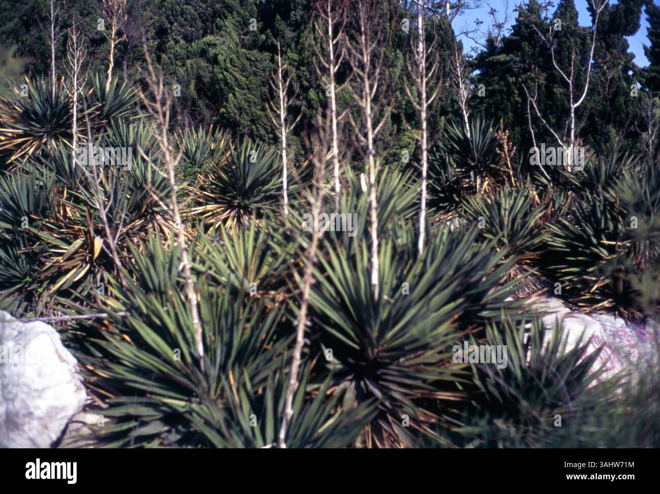 Arbres d'agave et de cyprès dans le paysage de montagne artificielle au bord de la mer – Parc de la province de Shandong, Chine Banque D'Images