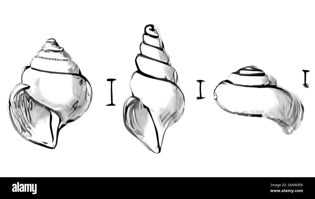 Cette illustration tirée de l'« Illustrated Index of British Shells » présente la Limacina retroversa, une espèce de mollusque marin. La plaque fournit une documentation visuelle détaillée de ses caractéristiques et de son apparence. Banque D'Images