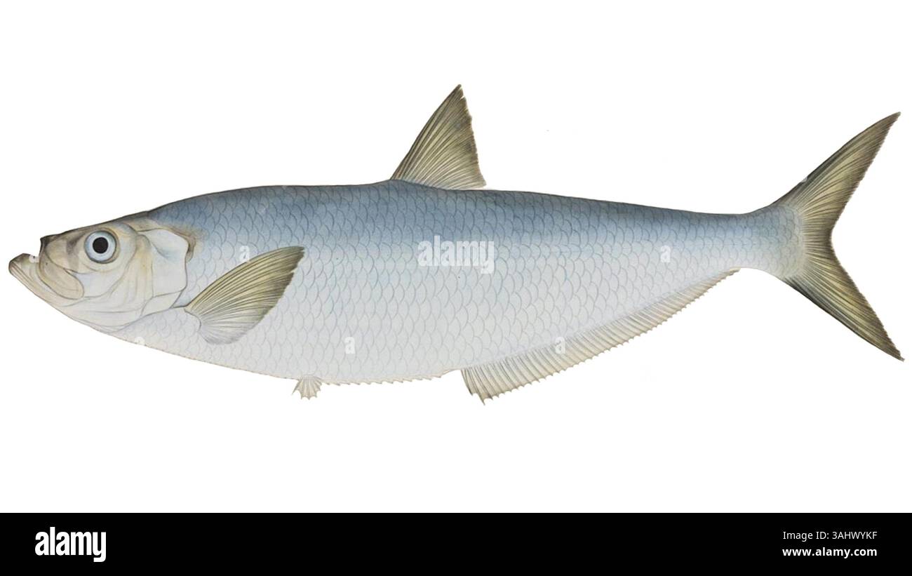 Le dessin à l'aquarelle et au crayon réalisé par Kawahara Keiga en 1823-1829 sur *Ilisha elongata* (Bennett) fait partie de la collection Siebold du Naturalis Biodiversity Center. Il illustre une espèce de poisson avec une précision scientifique détaillée. Banque D'Images