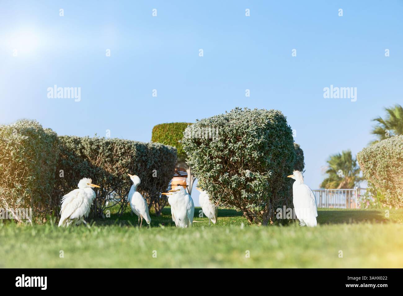 Troupeau de hérons égyptiens marche sur la pelouse verte le jour ensoleillé. Banque D'Images