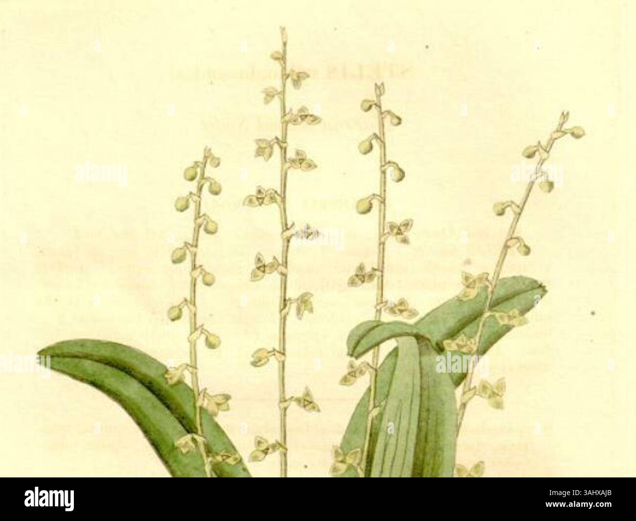 Cette illustration botanique de 1825 de Sydenham Edwards met en valeur Stelis ophioglossoides, une espèce d'orchidée. L’œuvre met en valeur les détails complexes de la structure de la plante, typiques des œuvres d’histoire naturelle d’Edwards. Banque D'Images