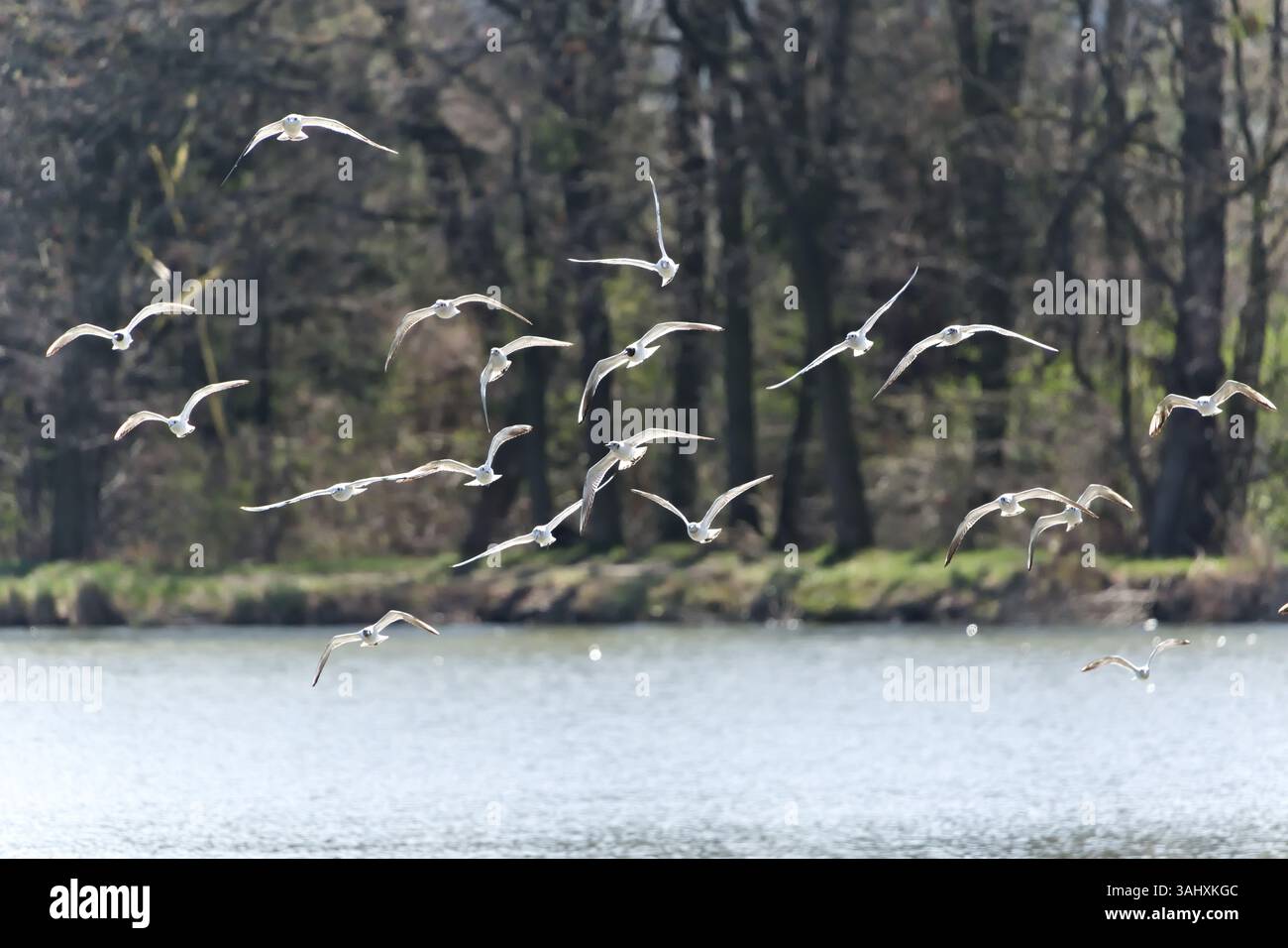 Troupeau d'oiseaux volant dans le ciel. Mouettes au-dessus du lac. Nature de la république tchèque. Banque D'Images