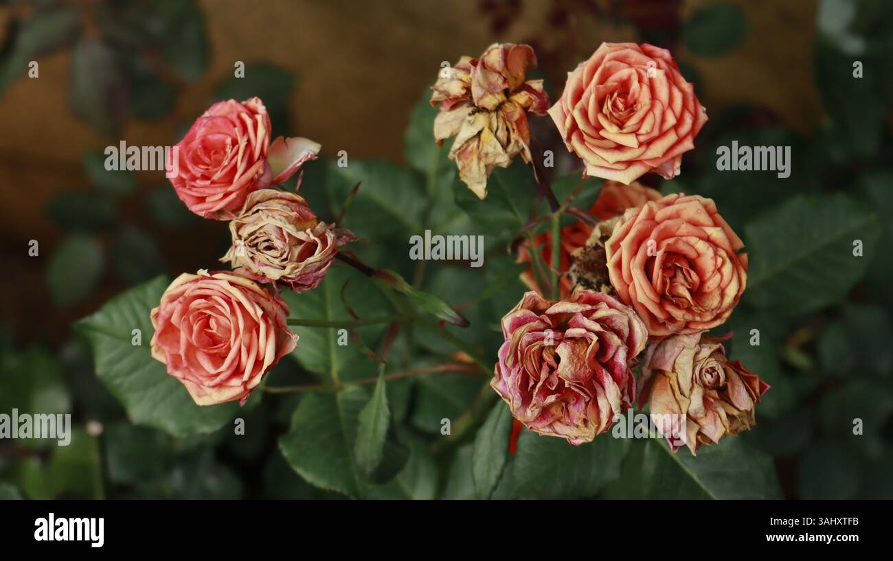 Roses bourbon orange brûlées antiques, roses de jardin anciennes et roses séchées en blanc, orange et rouge. Banque D'Images