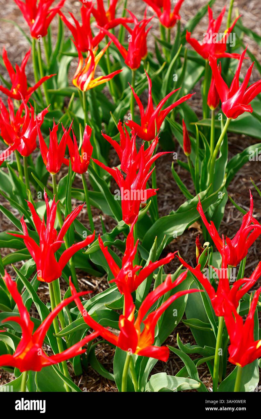 Gros plan sur les fleurs rouge profond avec un centre jaune de la floraison printanière de jardin de lis tulipe tulipa tulipe Go rouge. Banque D'Images