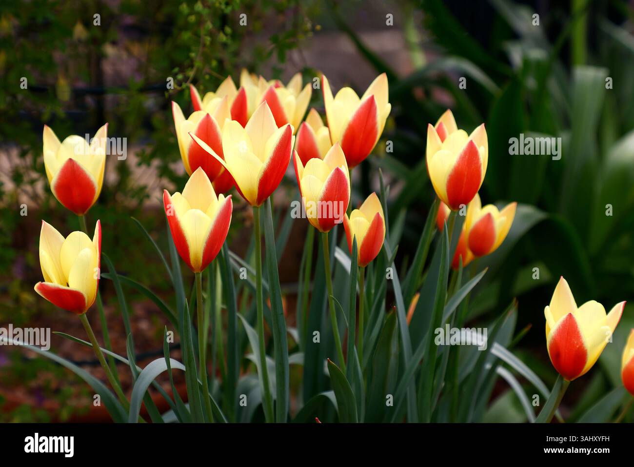 Gros plan sur les fleurs rouges et jaunes de la fleur de printemps clusiana jardin tulipe tulipa taco. Banque D'Images