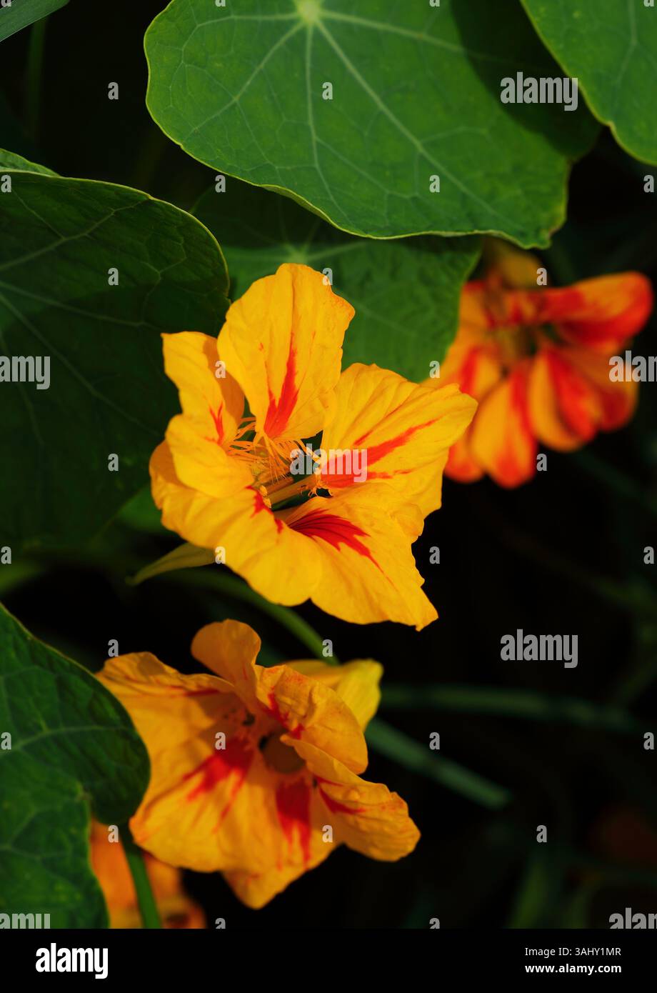 Tropaeolum majus - Cress indien. Gros plan du cresson indien jaune et orange ou du cresson de moine. Une fleur et une plante comestibles poussant à l'état sauvage au Portugal. Banque D'Images