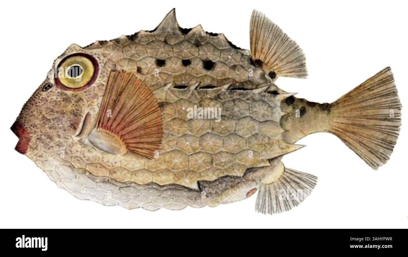 Ce dessin au crayon et à l'aquarelle de Kawahara Keiga (1823–1829) représente Kentrocapros aculeatus, une espèce de poisson. Il fait partie de la collection Siebold du Naturalis Biodiversity Center. Banque D'Images