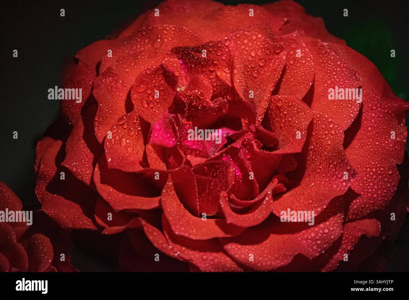 Rose rouge (style Macro) Banque D'Images