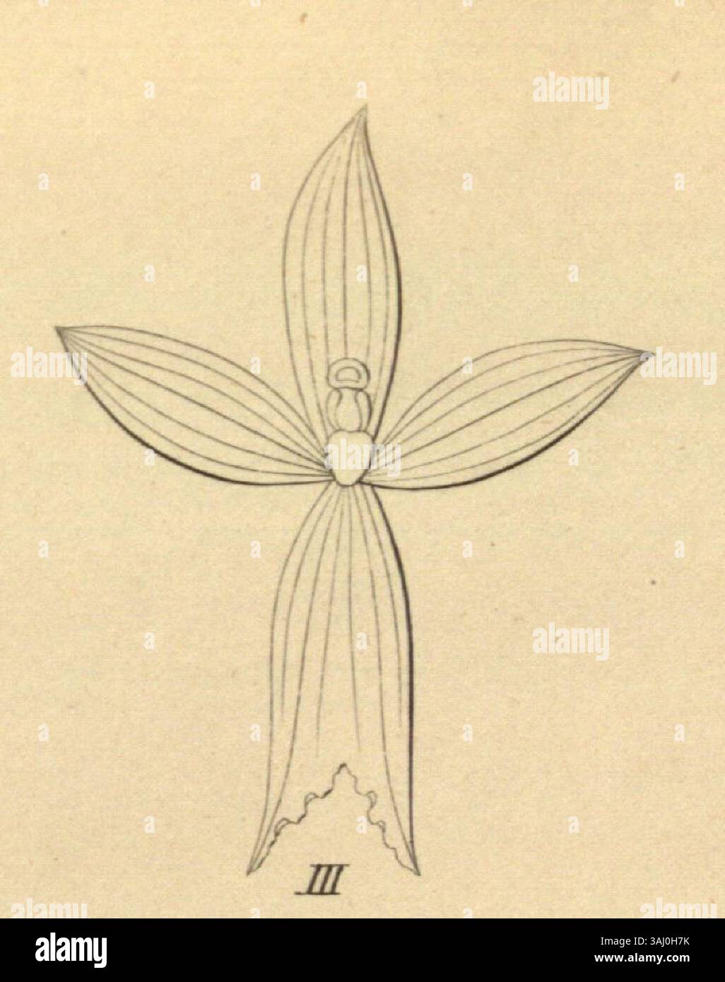 Illustration de Oncidium cheirophorum, Oncidium lentiginosum et Caucaea tripterygia de Xenia, 1858. Cette impression botanique présente diverses orchidées. Banque D'Images