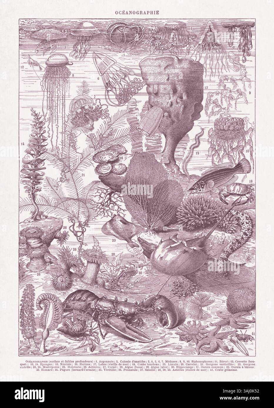 IIllustration en duotone sur la biologie marine par Adolphe Philippe Millot imprimé dans un dictionnaire français de la fin du XIXe siècle. Banque D'Images