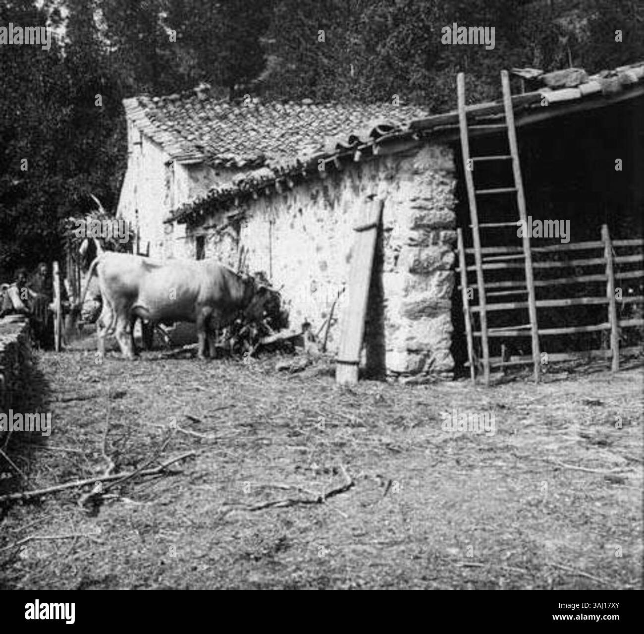 Cette image de 1890 de Frédéric Bordas i Altarriba montre trois personnes et un bœuf au 'Mas del Grau', une ferme catalane traditionnelle. La photographie capture la vie rurale en Catalogne à la fin du XIXe siècle, représentant le mode de vie agricole et le paysage. Banque D'Images