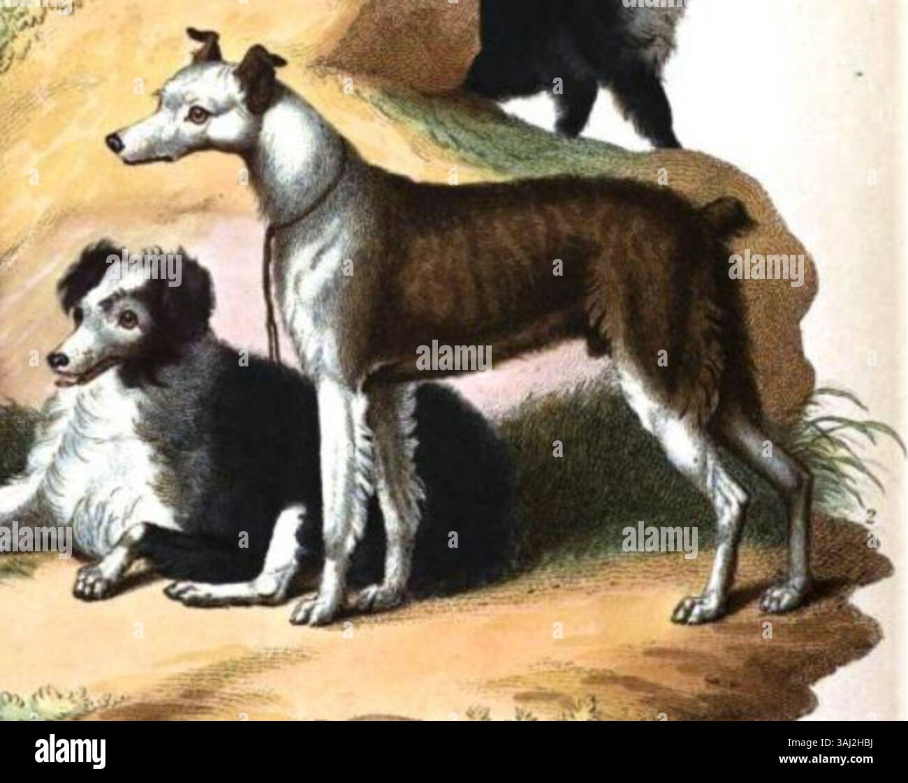 La peinture d'un chien cur par Sydenham Edwards, présentée dans 'Cynographia Britannica' (1800), offre une représentation détaillée des races de chiens britanniques au début du XIXe siècle. Banque D'Images