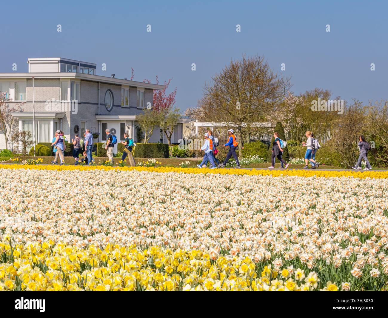 Groupe de marcheurs le long d'un champ de bulbes avec des jonquilles Banque D'Images Groupe de marcheurs le long d'un champ de bulbes avec des jonquilles Banque D'Images