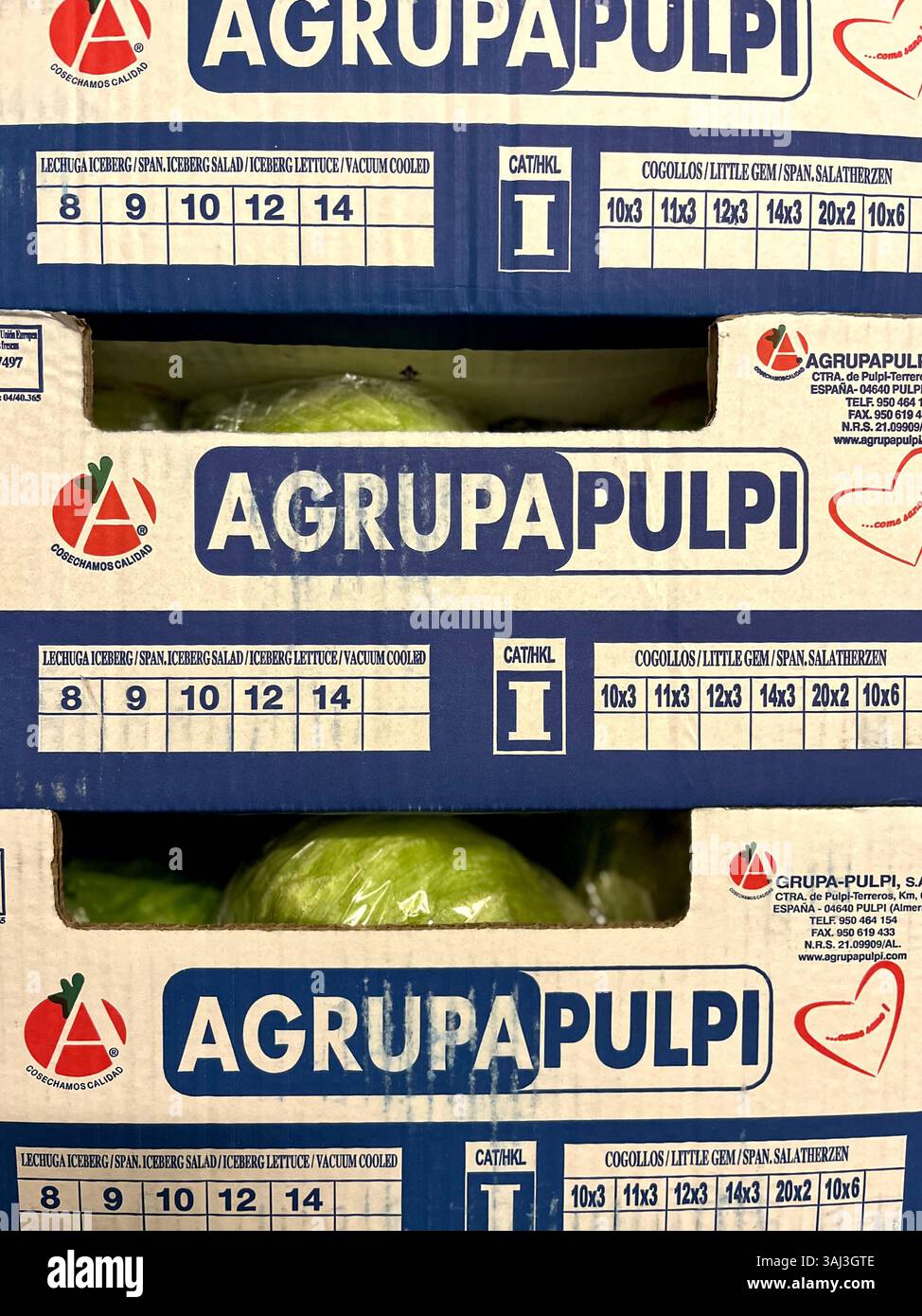 AgrupaPulpi, laitue iceberg, produit de l'Espagne, caisses en carton, exportation espagnole, produits espagnols, chaîne d'approvisionnement, emballages pour iceberg, caisses de laitue Banque D'Images