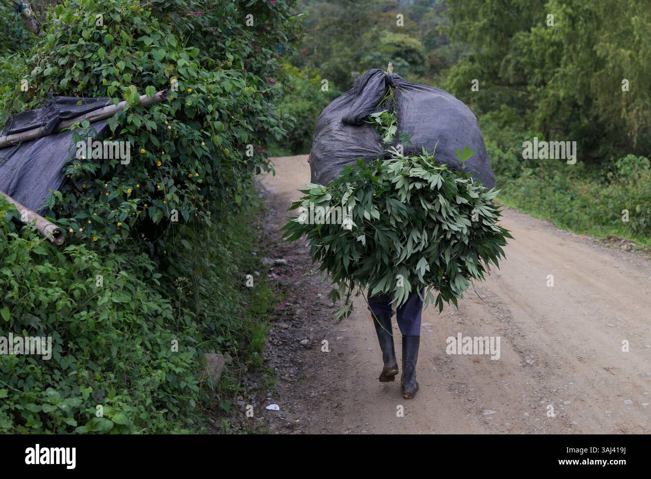Nov. 18, 2015 - Toribio, Valle del Cauca, Colombie - CARLOS, 13, porte plusieurs plants de marijuana sur son dos et commence à marcher vers la maison d'un voisin. Son voisin lui prête son four et lui facturera une petite commission pour l'usage. (Crédit image : © Nicolas Enriquez/zReportage.com via ZUMA Wire) Banque D'Images