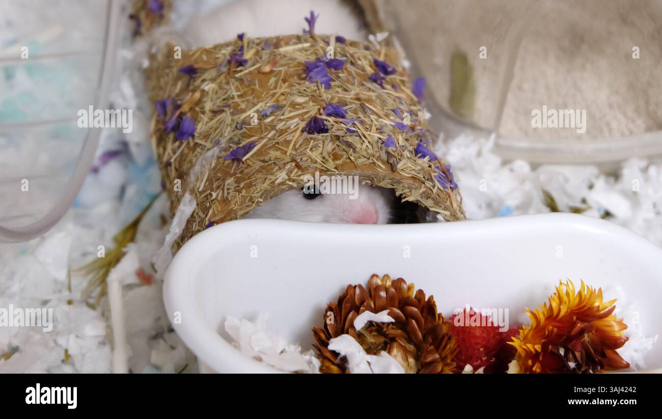 Hamster blanc mignon se cachant dans son tunnel de paille et jetant un coup d'œil par le trou latéral. En cage. Banque D'Images