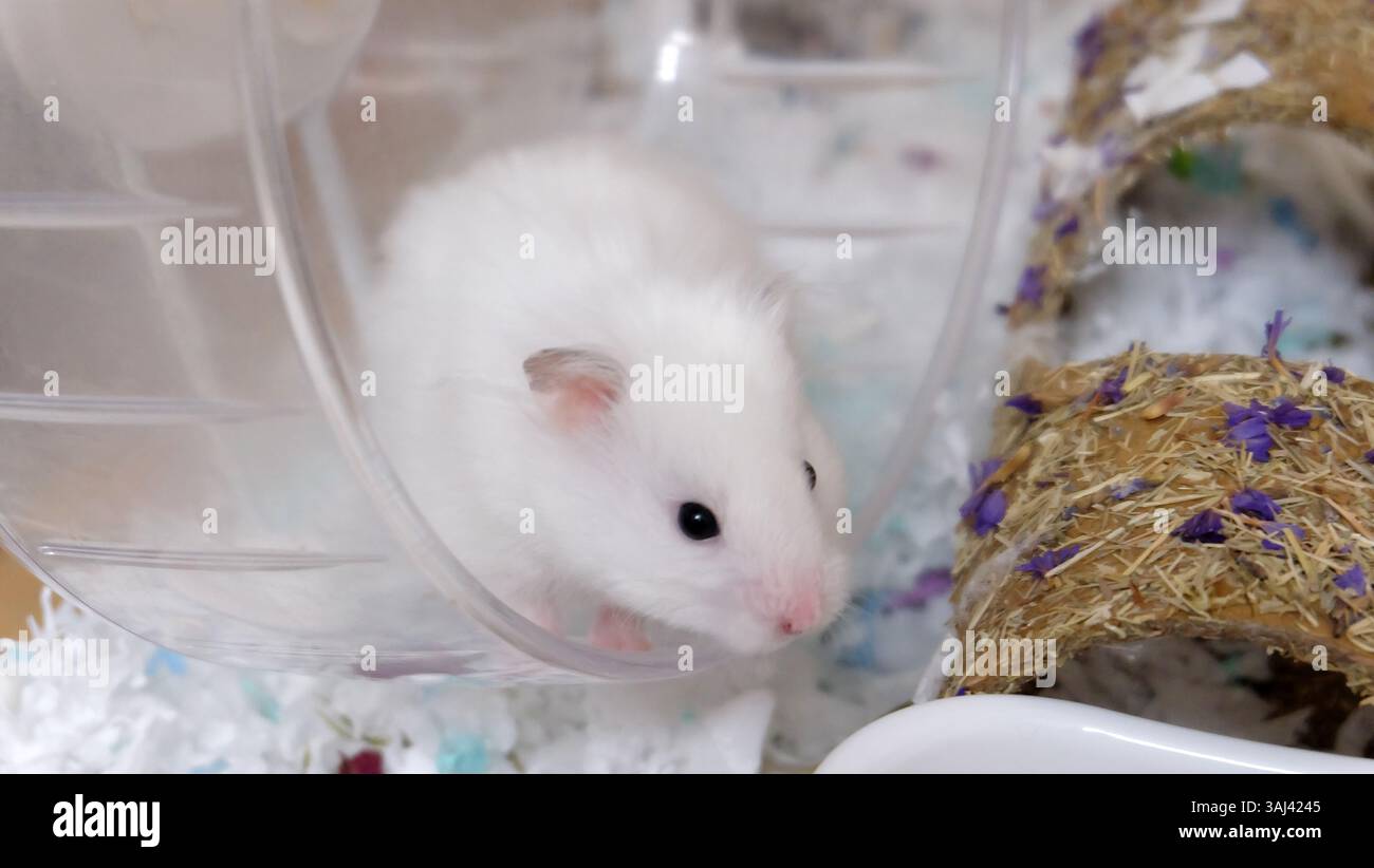 Un hamster blanc mignon debout sur sa roue de hamster acrylique transparente. À l'intérieur d'une cage. Banque D'Images