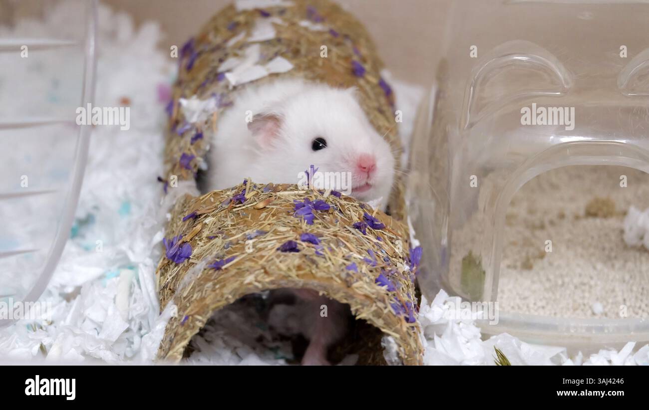 Hamster blanc mignon jetant un coup d'œil par le trou supérieur de son tunnel de paille. En cage. Banque D'Images