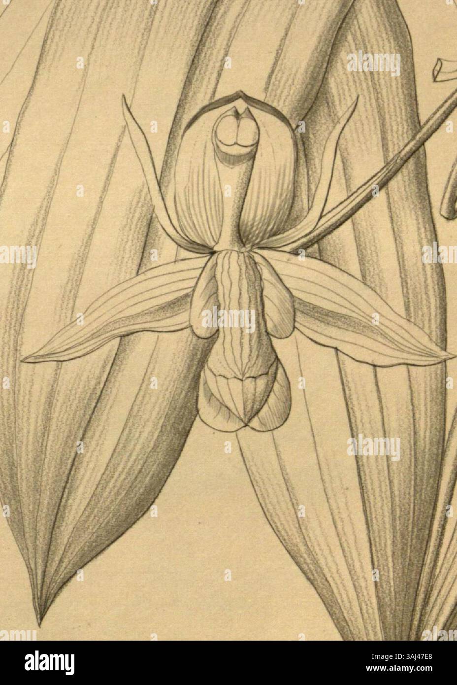 L'illustration tirée de Xenia 3 par Heinrich Gustav Reichenbach, datant de 1892, représente Coelogyne beccarii, précédemment connue sous le nom de Coelogyne micholitziana. L'œuvre botanique met en valeur les détails délicats de la structure de la fleur. Banque D'Images
