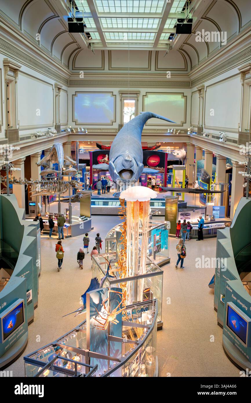 WASHINGTON DC — le Sant Ocean Hall du Musée national d'histoire naturelle Smithsonian présente une exposition complète sur la vie marine et les écosystèmes marins. Ouverte en 2008, cette galerie de 23 000 pieds carrés est la plus grande exposition permanente du musée, contenant plus de 600 spécimens et maquettes. La salle est ancrée par un modèle grandeur nature de Phoenix, une baleine noire de l'Atlantique Nord, et comprend un rare spécimen de calmars géant, ce qui en fait une destination de choix pour l'éducation et l'exploration océaniques. Banque D'Images