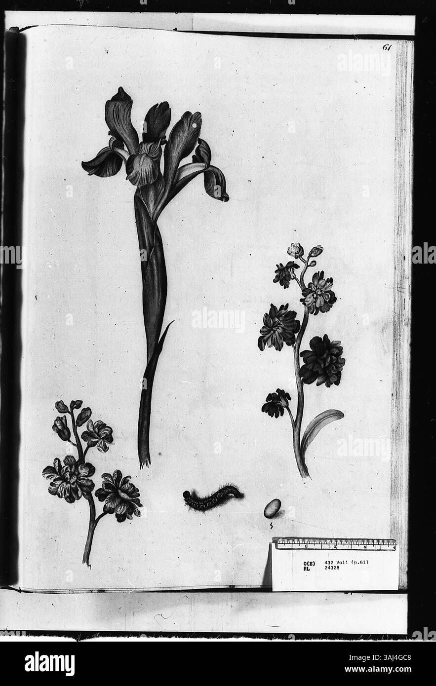 Cette aquarelle d'Alexander Marshal (v. 1620-82) montre trois fleurs : un iris panaché, deux doubles stocks, et comprend une chenille et un œuf. La pièce illustre à la fois la vie florale et la vie des insectes. Banque D'Images Cette aquarelle d'Alexander Marshal (v. 1620-82) montre trois fleurs : un iris panaché, deux doubles stocks, et comprend une chenille et un œuf. La pièce illustre à la fois la vie florale et la vie des insectes. Banque D'Images