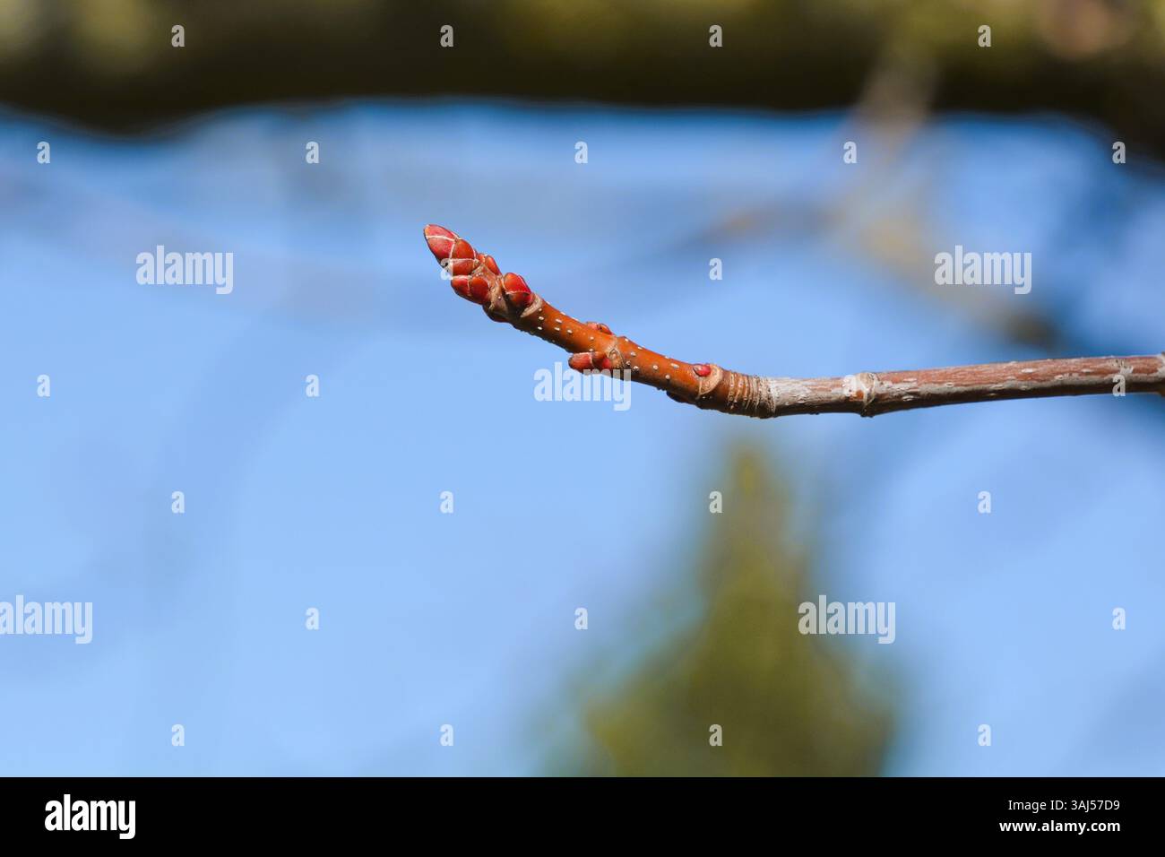 De nouveaux bourgeons frais commencent à pousser sur une branche d'érable au début du printemps contre un ciel bleu clair brillant. Banque D'Images