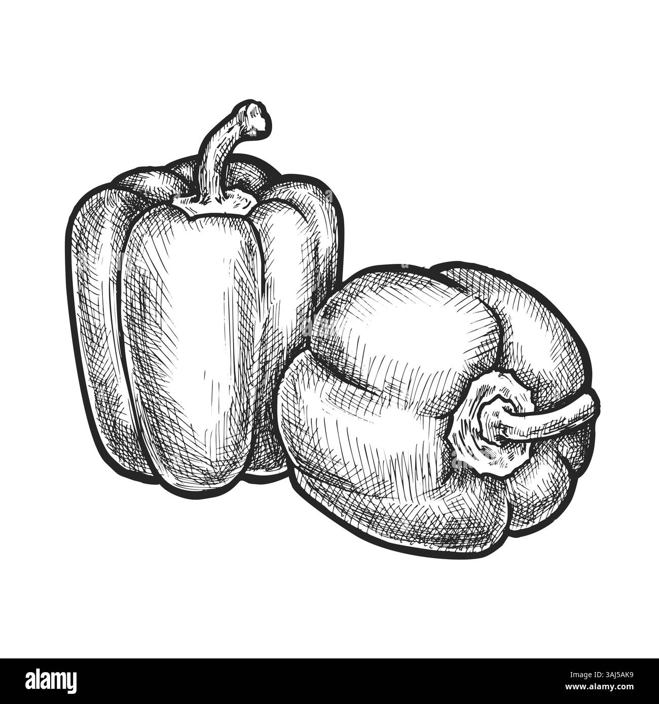 Poivron dessiné à la main. Croquis vectoriel végétal. Aliments agricoles biologiques et naturels. Récolte de légumes pour recette ou culinaire. Capsicum vintage. Illustration de Vecteur