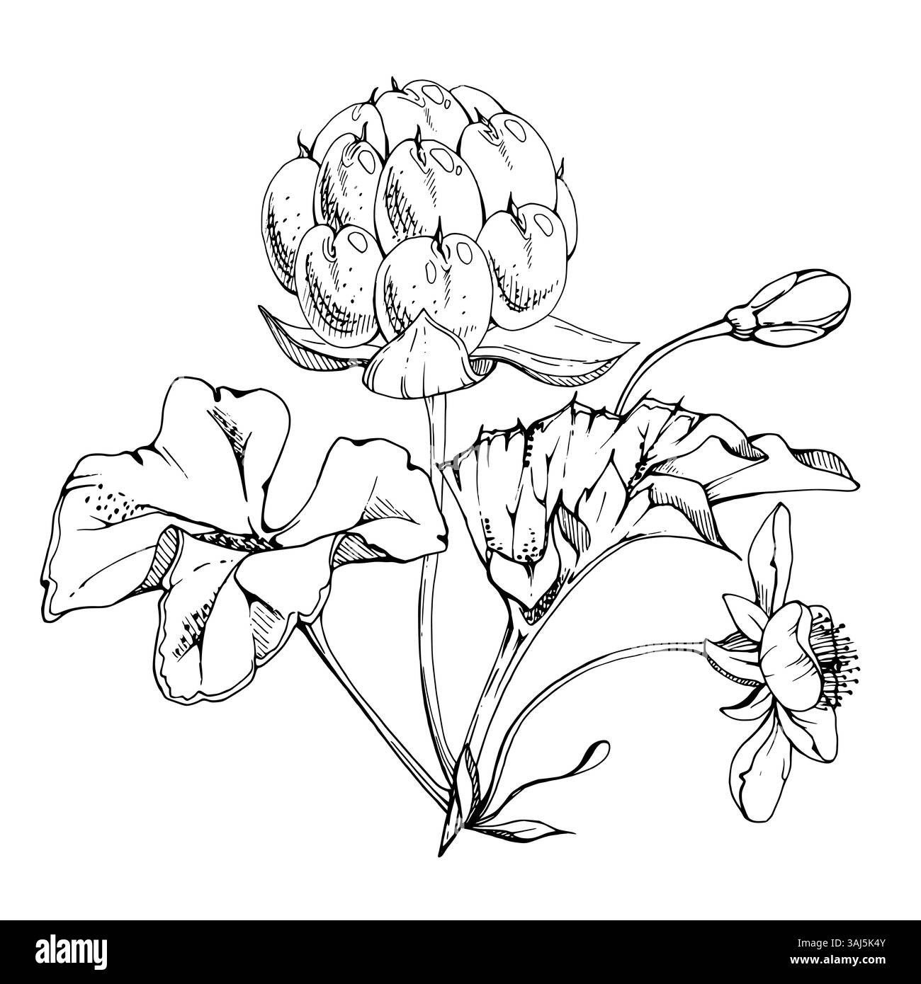 Framboise cloudberry avec des fleurs blanches, encre vectorielle dessinée à la main, baie de forêt scandinave mûre sur les tiges. Illustration botanique isolée boutonnière Illustration de Vecteur