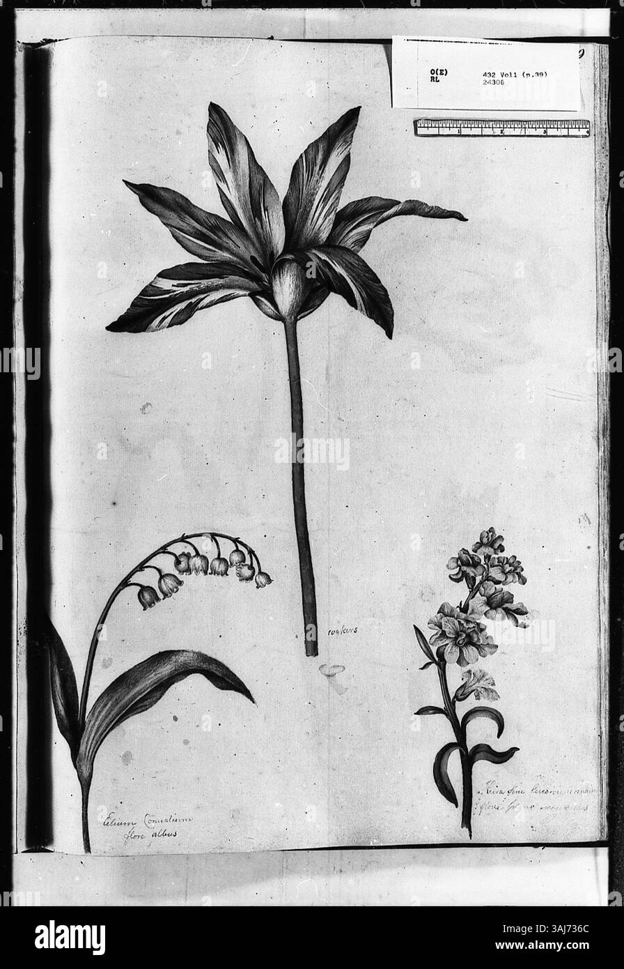 Aquarelle d'Alexander Marshal représentant une tulipe rayée, un lis de la vallée et une fleur à double paroi. L'œuvre fait partie d'un manuscrit floral plus grand créé par Marshal, un artiste botanique anglais au XVIIe siècle. Banque D'Images